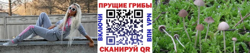 Псилоцибиновые грибы Psilocybe  Зеленодольск 
